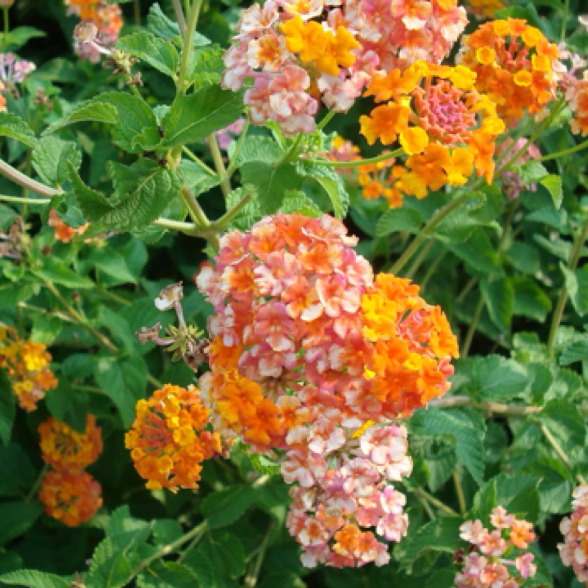 Lantana