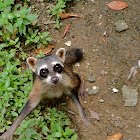 Crab Eating Racoon