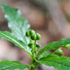 plant undergrowth