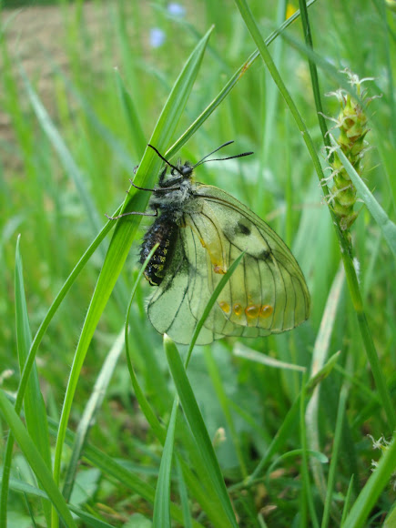 Clouded Apollo Butterfly Crnooki Parnasovac Project Noah