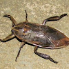 Giant Water Bug