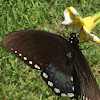 Spicebush Swallowtail