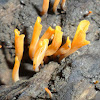 jelly fungus