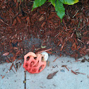 Lattice Stinkhorn