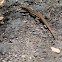 Chiuahuan Spotted Whiptail