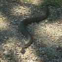Cottonmouth (Water Moccasin)