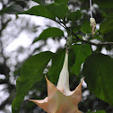 Angel's trumpets