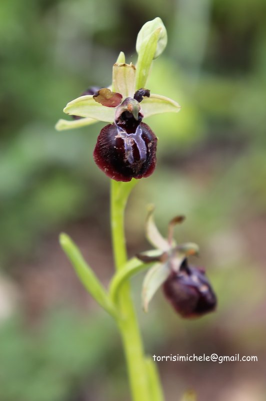 Ophrys passionis Sennen var. garganica