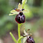 Ophrys passionis Sennen var. garganica
