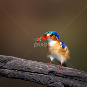 Malachite Kingfisher by Lourens Lee Wildlife Photography - Animals Birds