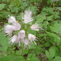 Waterleaf