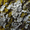 Hammered Shield Lichen