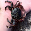 Striped shore crab