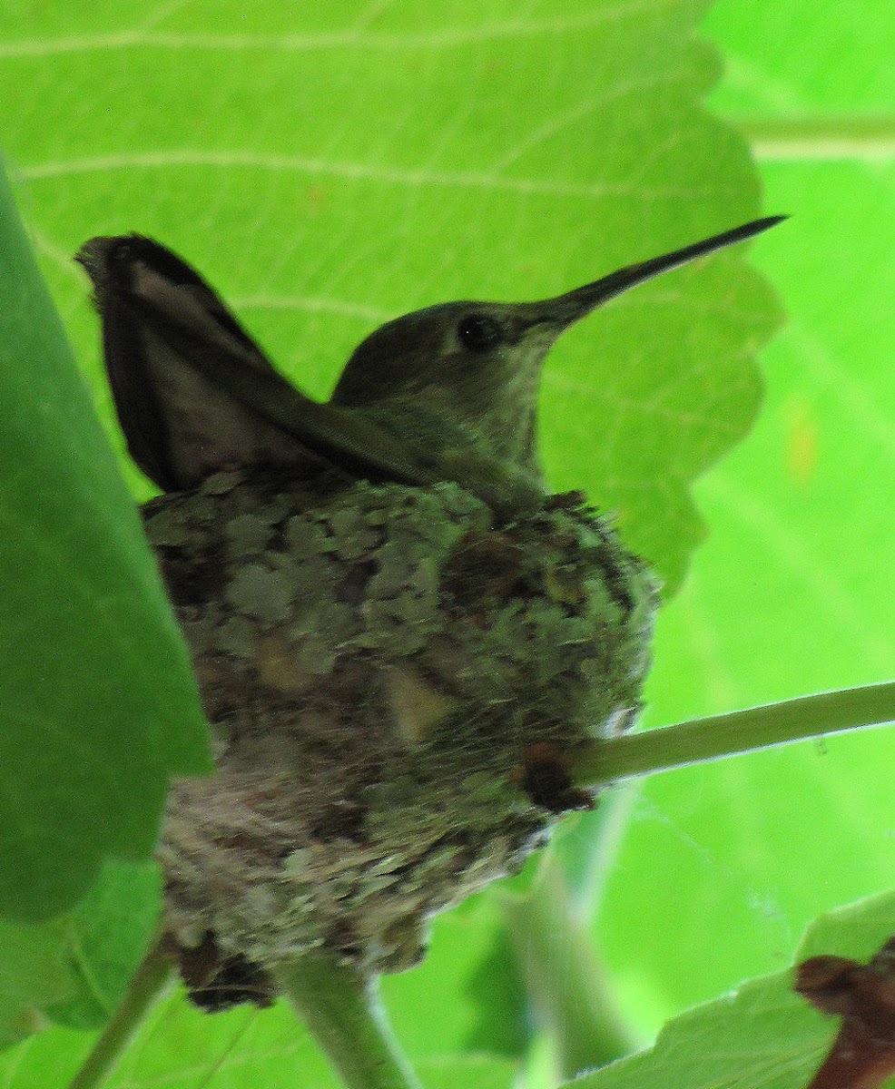 Hummingbird on nest