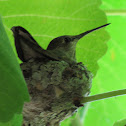 Hummingbird on nest