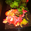 Begonia-red