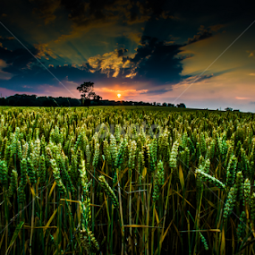 by Simon Trott - Landscapes Prairies, Meadows & Fields
