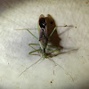Leafhopper Assassin Bug