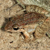 Mountain Paddy Field Frog