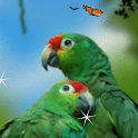 Parrot Love Birds Live Wallpap logo