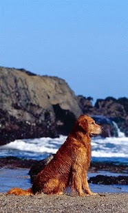 Cute Dog Puzzle - náhled