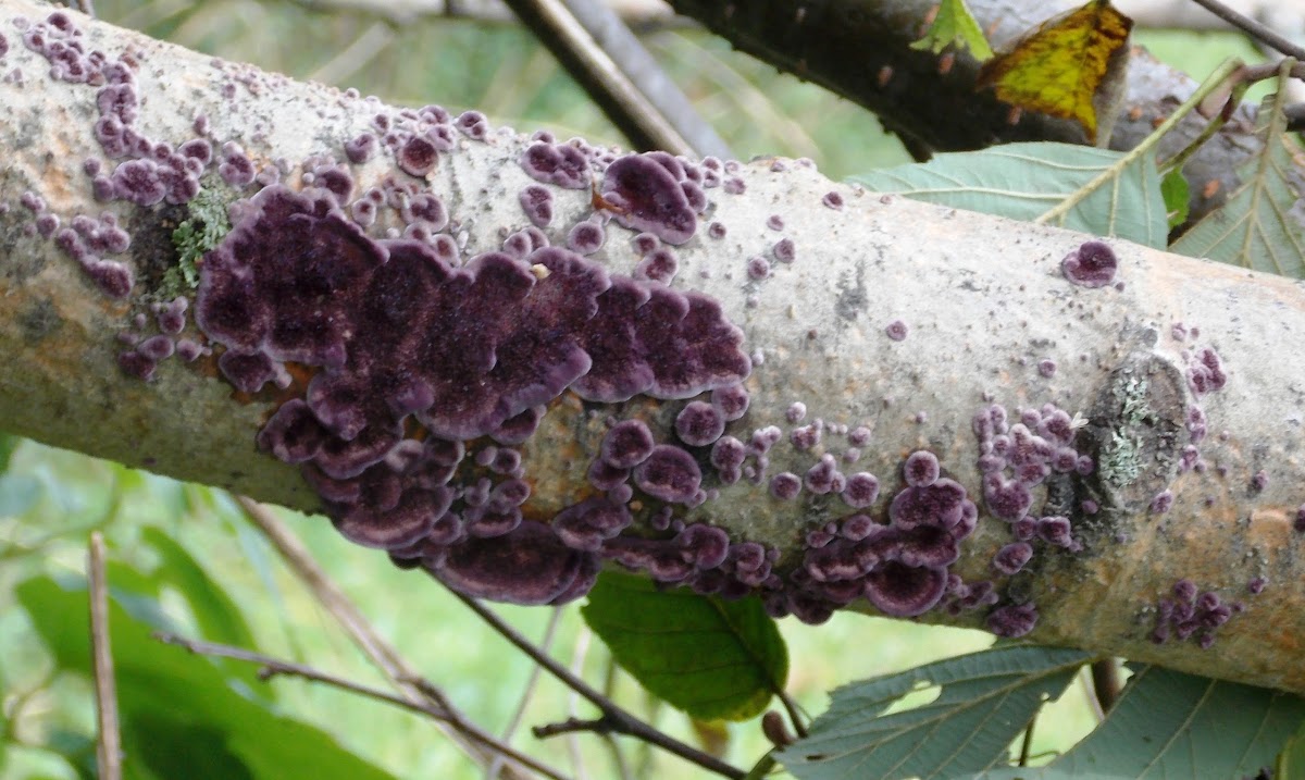 Violet Polypore (Early growth form)