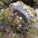 Black Tar Lichen