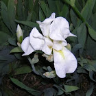 Lirio blanco, Iris, Iris florentina