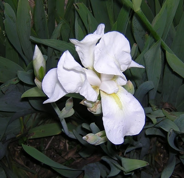 Lirio blanco, Iris, Iris florentina | Project Noah