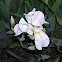 Lirio blanco, Iris, Iris florentina