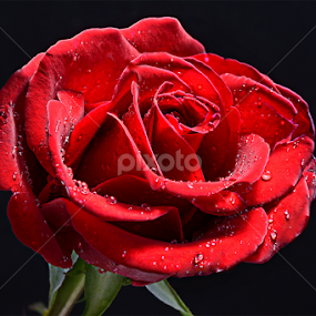 Rose by Sam Song - Flowers Flowers 2011-2013