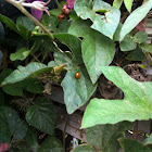 Seven-spotted Lady Beetle