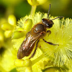 Native sulthicum halictid bee