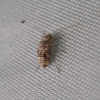 Unknown Barklouse Nymph