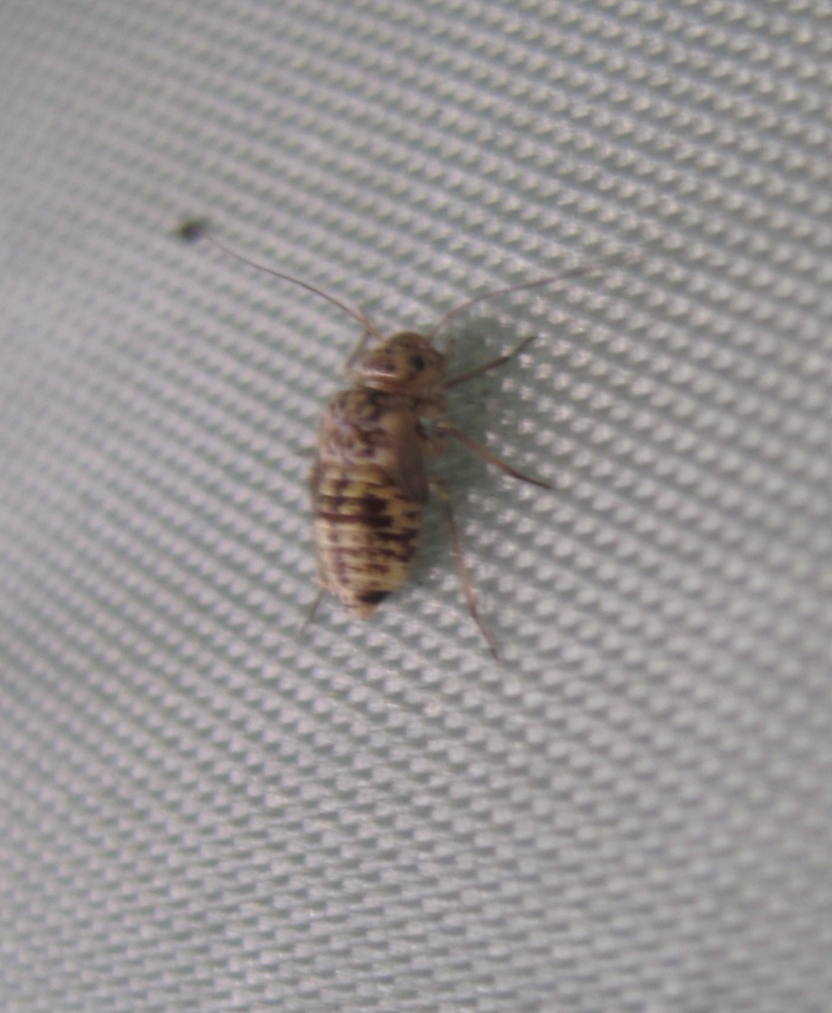 Unknown Barklouse Nymph