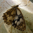 Marbled white