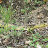 Toche - Tiger Rat Snake - Tropical Rat Snake