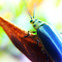 Elm Leaf Beetle
