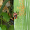 Ornate Shieldbug