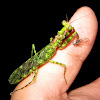 Moss Mantis