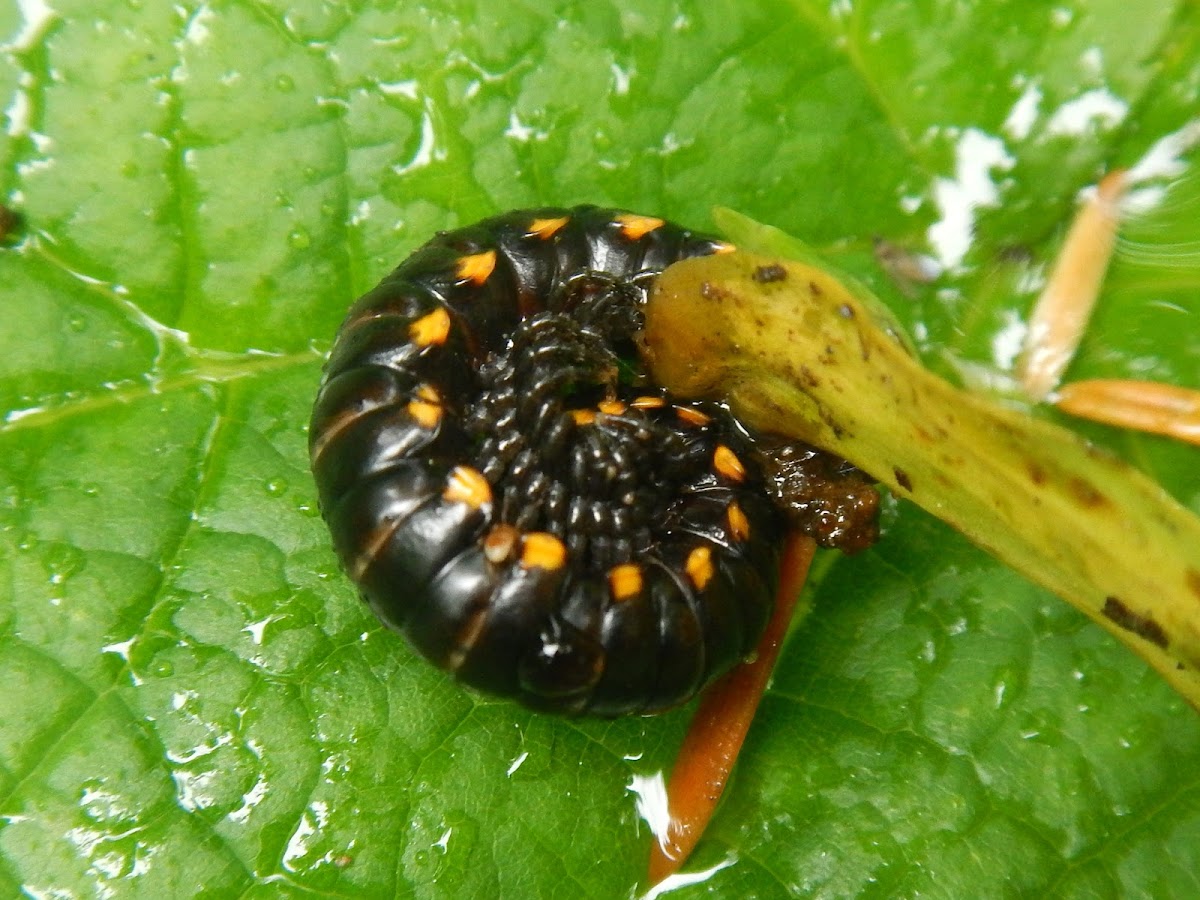 Yellow-spotted millipede