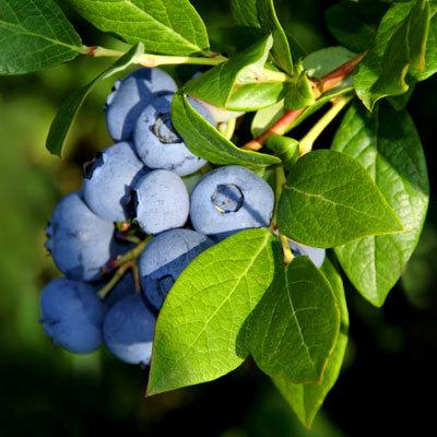 免費下載生活APP|Benefits of Blueberries app開箱文|APP開箱王