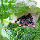 pinktoe tarantula