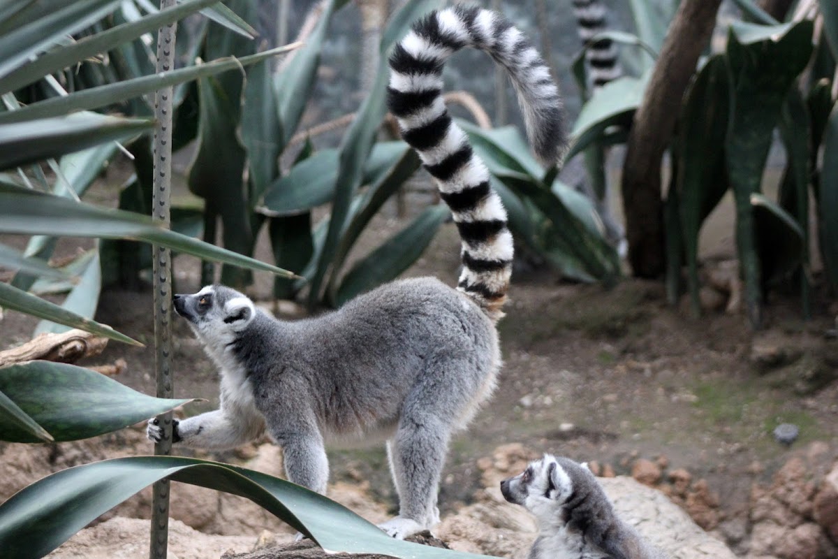 Ring - tailed Lemur