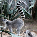 Ring - tailed Lemur