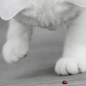 Distract cat 1.0.00