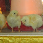 chicks