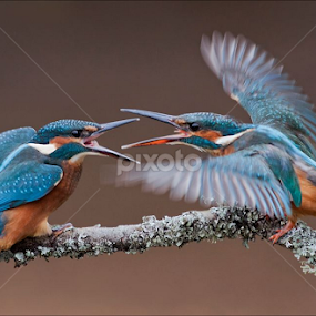 by Marlene Finlayson - Animals Birds