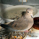 Mourning Dove