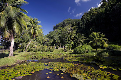 The public gardens of Vaipahi on Tahiti offer wonderful views of water, light and exquisite vegetation.